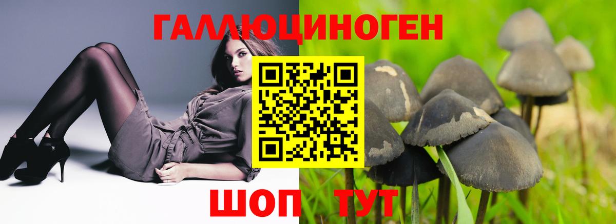 Псилоцибиновые грибы Psilocybe  Вход с VPN  Луга 